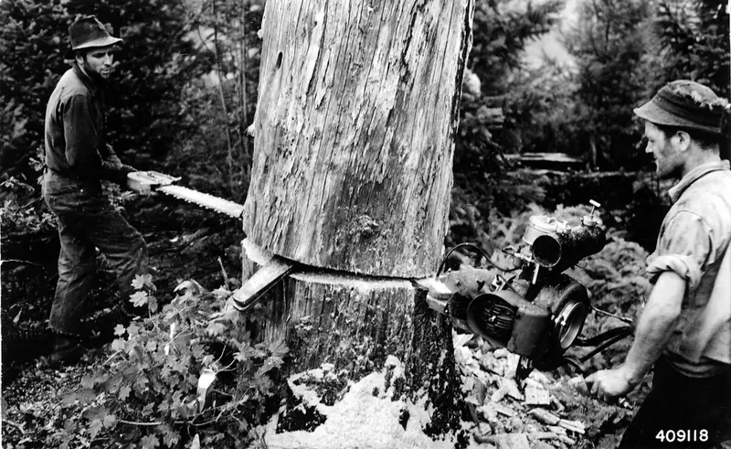 A gas chainsaw being used to fell a tree