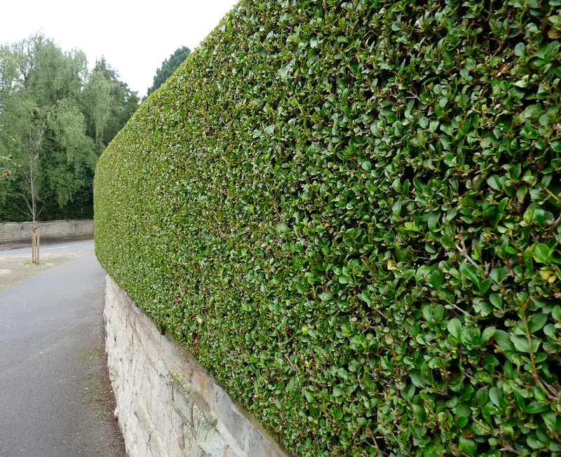 A neatly trimmed formal hedge