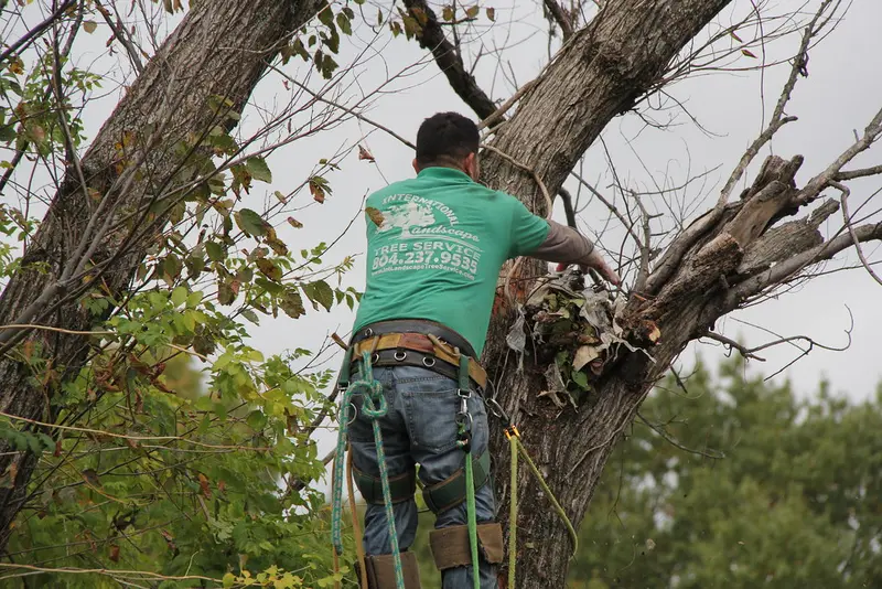 An arborist pruning tree branches from the ground
