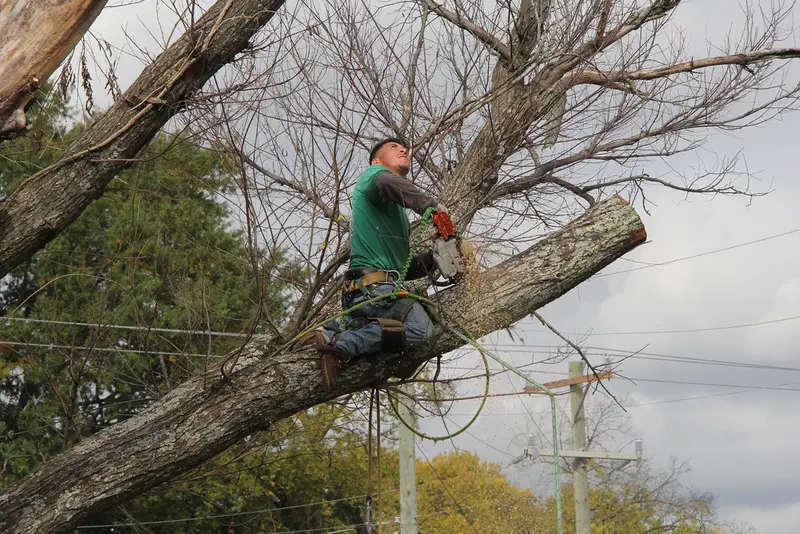 Tree pruning work being done on a residential street